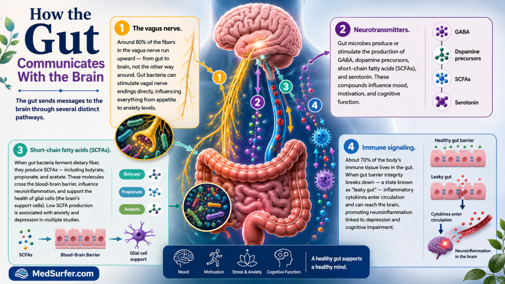 gut-brain axis | How Gut Communicates with Brain
